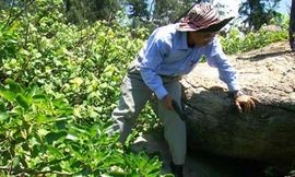 Một mình lang thang 'săn' mãnh thú ở Quảng Ngãi