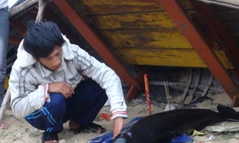 Hai cá voi dạt vào bờ