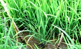 'Bóc' màn kịch giết người rồi cõng xác phi tang