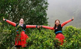 Giám đốc học tiếng Mông để cùng dân bản biến cây củi thành đặc sản