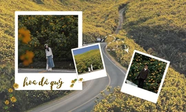 Mùa hoa dã quỳ đẹp nhất năm, xách ba lô về Ba Vì, Đà Lạt tìm góc "chill" vàng tươi