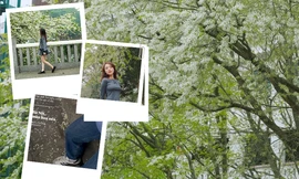 Đánh dấu địa điểm chụp hoa sưa nở muộn tại Hà Nội: Khu cổng khách sạn đang trend