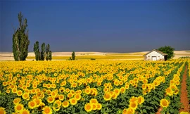 Những cánh đồng hoa đẹp rực rỡ