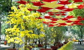 TPHCM tổ chức 40 điểm bán hoa Tết