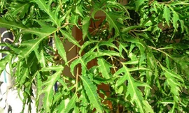 Bỏ tiền triệu mua một gốc đinh lăng