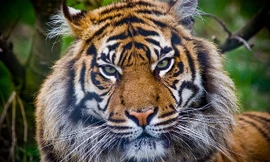 Indonesia: 5 người phải sống trên cây do hổ rình mò bên dưới