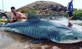 Kịch tính chàng trai khuất phục cá mập hổ dài 4m suốt 3 tiếng