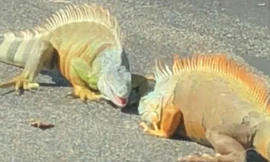 Trận chiến kịch liệt của cự đà khổng lồ gây tắc giao thông