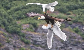 Một con mòng biển cố gắng mổ vào cổ đại bàng. Ảnh: David Canales.