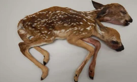 Chú hươu 2 đầu vừa được phát hiện.