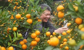 Quất thế ‘long phụng’ chơi Tết giá 40 triệu đồng ở Hà Nội