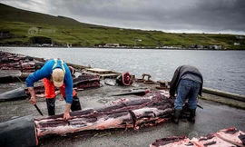 Rợn người cảnh lột da, lóc thịt hàng trăm con cá voi