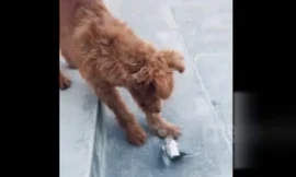 Chim sẻ giả chết tài tình, lừa chó một cú đau