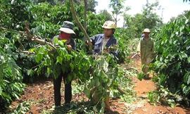 Hành công nhân đủ đường