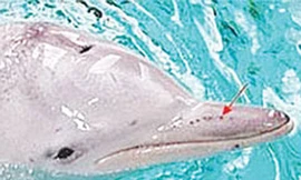 Giác quan thứ sáu của cá heo