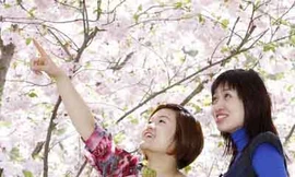 Ngắm hoa Anh Đào ở Berlin