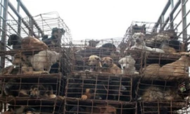 Điệp vụ giải cứu 500 chú chó bị nhốt trên xe tải