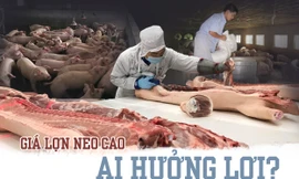 Giá lợn neo cao, ai đang hưởng lợi?