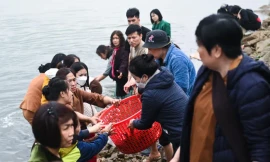 Phóng sinh gần 700kg cá trên sông Hồng