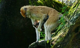 Khỉ lưng đỏ cậy mình bảnh chọe cướp vợ của anh trai, hình thành mối tình tay ba cực dị