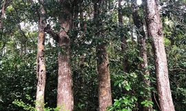 Bà Rịa - Vũng Tàu giữ lại rừng dầu Côn Đảo