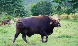 Ông Nguyễn Văn Chuẩn đang dẫn đàn bò tót nuôi về rẫy, chiều 1/0. Ảnh: Việt Quốc.