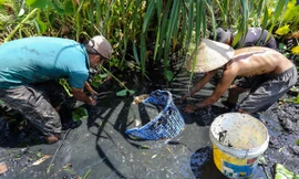 Bắt cá khi ruộng đồng cạn nước