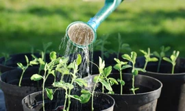 Tưới nước cho các chậu hoa trong nhà vào ngày đầu năm là một việc làm tượng trưng cho sự cát tường và thịnh vượng. Ảnh minh hoạ. 