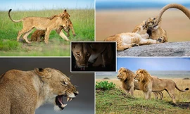 Ảnh hiếm về sư tử châu Phi trước bờ vực tuyệt chủng 