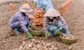 Người nâng tầm cho khoai tây Việt