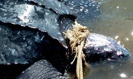 Rùa da quý hiếm dạt vào bờ biển miền Trung ngày 1-5 Ảnh: Dân Trí