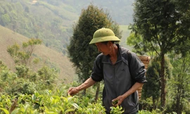 Ðồi chè của gia đình ông Dềnh Vả Hùa