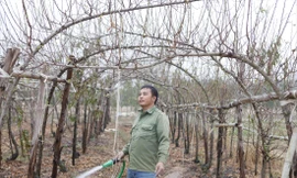 Từ nghề đi “săn” đào bán Tết, nhiều người dân thôn Ðồng Cống biết trồng đào mang về hàng trăm triệu đồng/năm