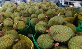 Hàng triệu tấn trái cây chờ tiêu thụ