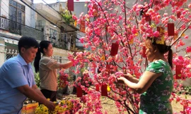 Công nhân xa quê trang trí cành đào đón xuân nơi xóm trọ