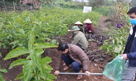 Mô hình vườn ươm giống cây hồng Việt Cường, giống cây đặc sản quý của Thái Nguyên tại Trường Đại học Nông lâm Thái Nguyên