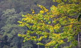 Những cây mai trong dáng nghiêng từ vách núi tỏa xuống tựa như dòng thác vàng