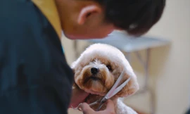 Dịch vụ Tết độc lạ: Chăm sóc thú cưng, cho thuê người yêu 