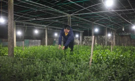 Tranh thủ buổi tối, bà Trần Thị Vân ( xã Nghi Hoa, huyện Nghi Lộc, tỉnh Nghệ An) ra vườn chăm sóc hoa Tết