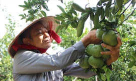 Nông dân huyện Bắc Tân Uyên thu hoạch cam. Ảnh: H.C