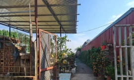 Nhà xưởng mọc xen kẽ đất trồng quất tại phường Tứ Liên