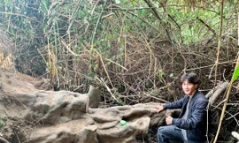 Cây khế chua cổ thụ lúc mới được phát hiện trông như tảng đá xấu xí