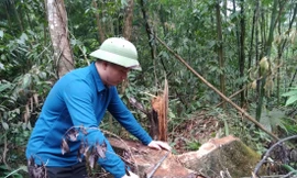 Công an khám nghiệm hiện trường vụ khai thác trái phép rừng đặc dụng Tây Yên Tử ở xã Thanh Luận (huyện Sơn Động). Ảnh: Nguyễn Thắng