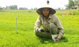 Những khoảnh đất nhiễm mặn đã đượcanh Trần Văn Quân (ở Hoàng Mai, Nghệ An) phủ kín rau nhót