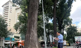 Anh Nguyễn Đăng Phong “dò bệnh” cây xanh chủ yếu bằng mắt, ghi chép cẩn thận từng tiêu chí