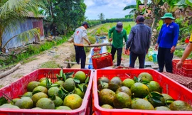 Phòng Nông nghiệp huyện Trà Ôn đang đưa cam sành lên sàn thương mại điện tử. Ảnh: Kim Hà