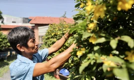 Ông Sáu Hoàng (ở TPHCM) đang chăm sóc vườn hoa mai của mình. ẢNH: Duy Anh