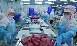 Hoạt động chế biến thủy sản xuất khẩu của một doanh nghiệp phía Nam. Ảnh: Như Ý