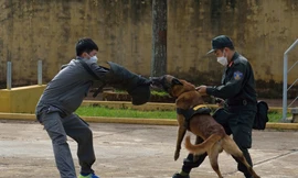 Những 'thám tử 4 chân' ở Tây Nguyên