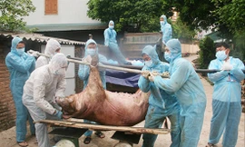 Dịch tả lợn châu Phi đang bùng phát trở lại tại 53 tỉnh, thành phố và có nguy cơ lan rộng. Ảnh: Minh Thành